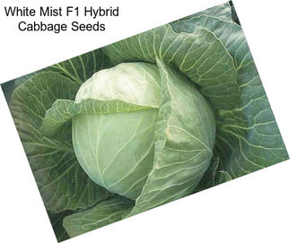 White Mist F1 Hybrid Cabbage Seeds
