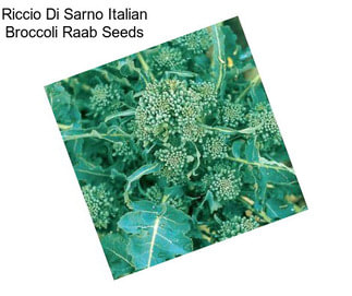Riccio Di Sarno Italian Broccoli Raab Seeds