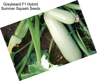 Greybeard F1 Hybrid Summer Squash Seeds