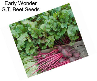 Early Wonder G.T. Beet Seeds