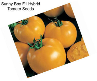 Sunny Boy F1 Hybrid Tomato Seeds