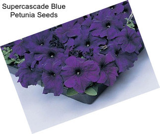 Supercascade Blue Petunia Seeds
