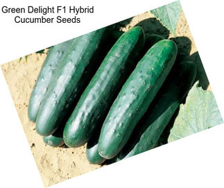 Green Delight F1 Hybrid Cucumber Seeds