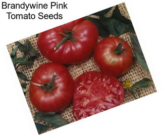 Brandywine Pink Tomato Seeds