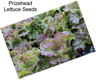 Prizehead Lettuce Seeds