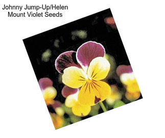 Johnny Jump-Up/Helen Mount Violet Seeds