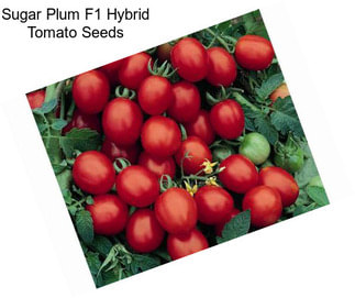 Sugar Plum F1 Hybrid Tomato Seeds