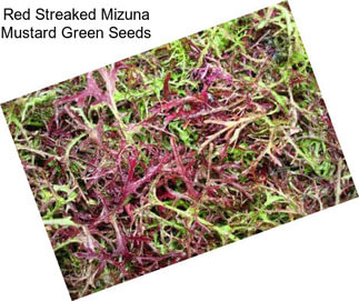 Red Streaked Mizuna Mustard Green Seeds