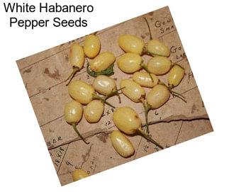 White Habanero Pepper Seeds