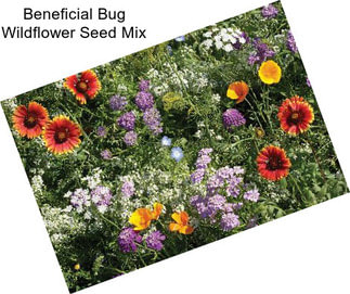 Beneficial Bug Wildflower Seed Mix