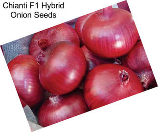 Chianti F1 Hybrid Onion Seeds