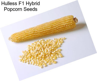 Hulless F1 Hybrid Popcorn Seeds