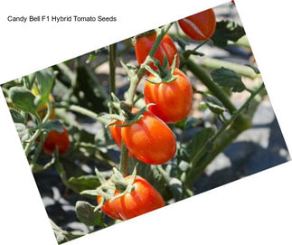 Candy Bell F1 Hybrid Tomato Seeds