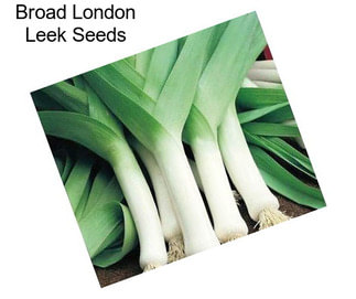 Broad London Leek Seeds