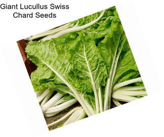 Giant Lucullus Swiss Chard Seeds