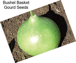 Bushel Basket Gourd Seeds