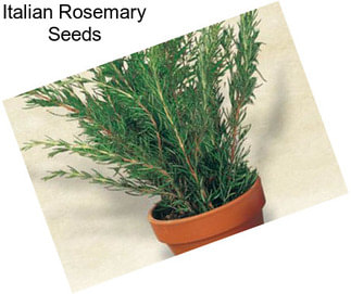 Italian Rosemary Seeds
