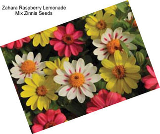 Zahara Raspberry Lemonade Mix Zinnia Seeds