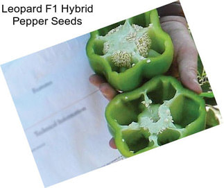 Leopard F1 Hybrid Pepper Seeds