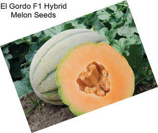 El Gordo F1 Hybrid Melon Seeds