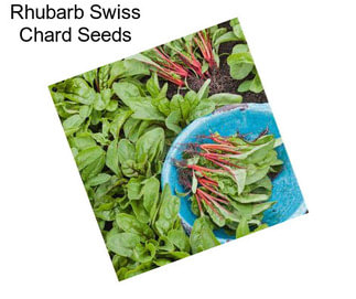 Rhubarb Swiss Chard Seeds