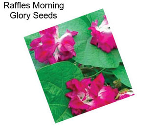 Raffles Morning Glory Seeds