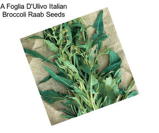 A Foglia D\'Ulivo Italian Broccoli Raab Seeds