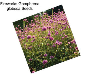 Fireworks Gomphrena globosa Seeds