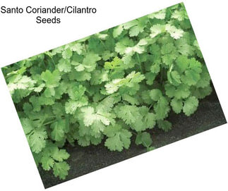 Santo Coriander/Cilantro Seeds