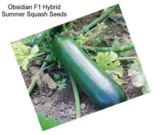 Obsidian F1 Hybrid Summer Squash Seeds