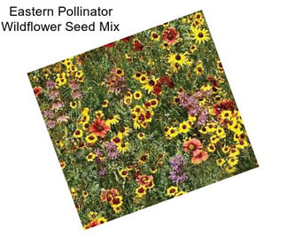 Eastern Pollinator Wildflower Seed Mix