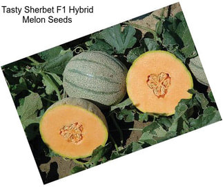 Tasty Sherbet F1 Hybrid Melon Seeds