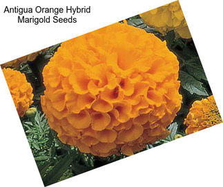 Antigua Orange Hybrid Marigold Seeds