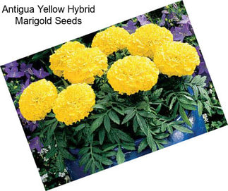 Antigua Yellow Hybrid Marigold Seeds