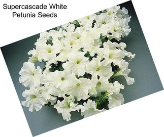 Supercascade White Petunia Seeds