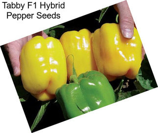 Tabby F1 Hybrid Pepper Seeds