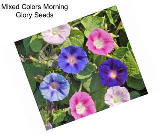 Mixed Colors Morning Glory Seeds