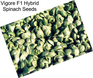 Vigore F1 Hybrid Spinach Seeds