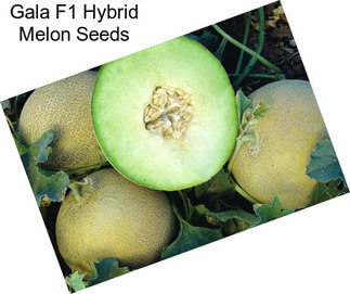 Gala F1 Hybrid Melon Seeds