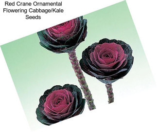 Red Crane Ornamental Flowering Cabbage/Kale Seeds