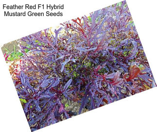 Feather Red F1 Hybrid Mustard Green Seeds