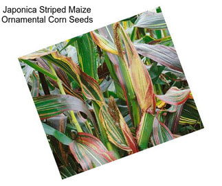 Japonica Striped Maize Ornamental Corn Seeds