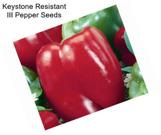 Keystone Resistant III Pepper Seeds