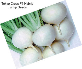 Tokyo Cross F1 Hybrid Turnip Seeds