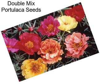 Double Mix Portulaca Seeds