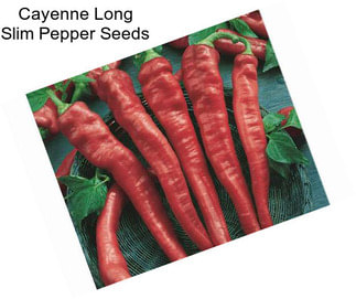 Cayenne Long Slim Pepper Seeds