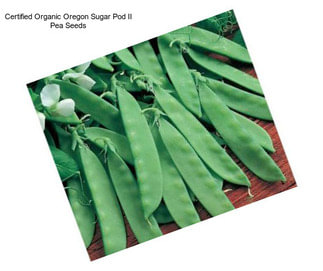 Certified Organic Oregon Sugar Pod II Pea Seeds