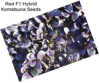 Red F1 Hybrid Komatsuna Seeds