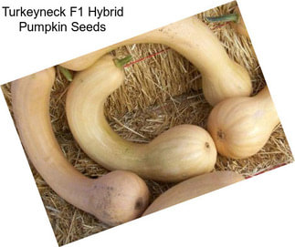 Turkeyneck F1 Hybrid Pumpkin Seeds