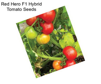 Red Hero F1 Hybrid Tomato Seeds